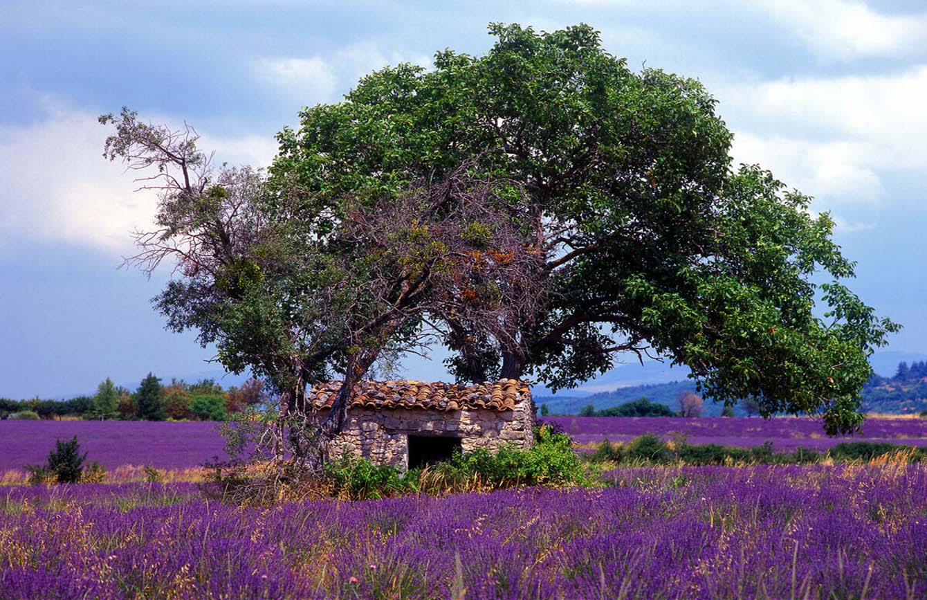 Die Lavendelverkostung in Arles: Eine Reise zu den Lavendelfeldern
